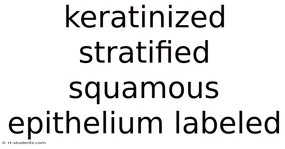 Keratinized Stratified Squamous Epithelium Labeled