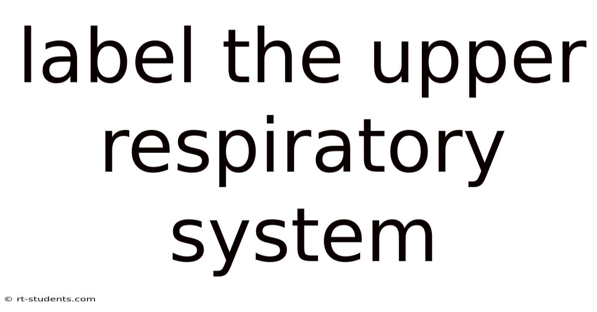 Label The Upper Respiratory System