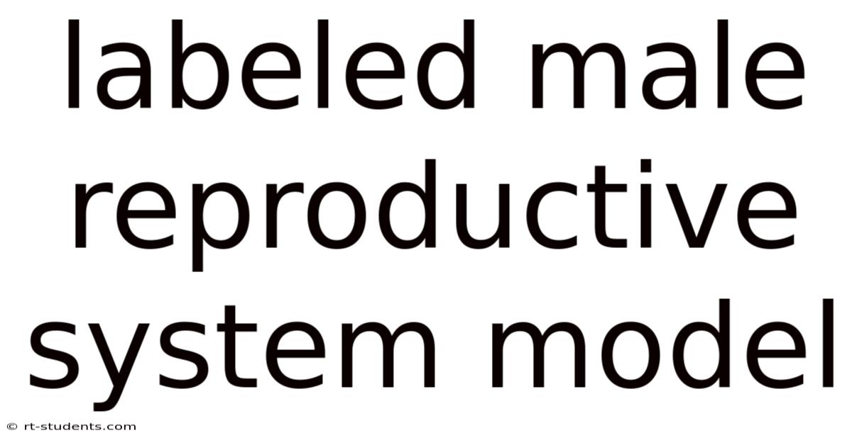 Labeled Male Reproductive System Model