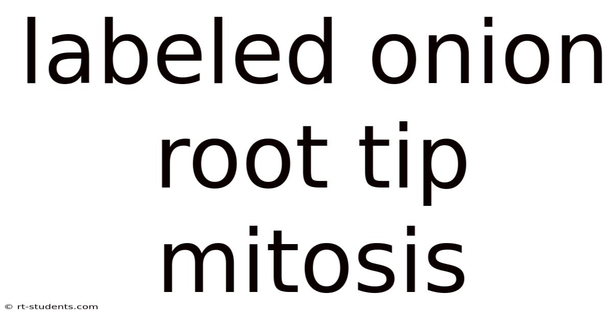 Labeled Onion Root Tip Mitosis