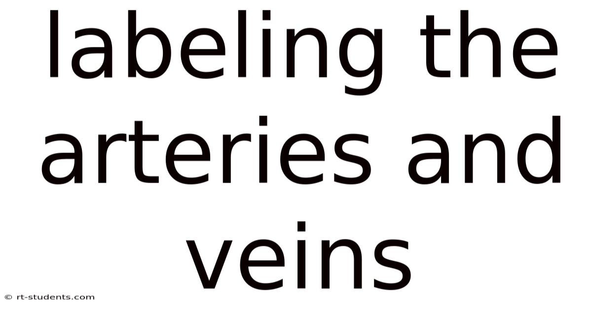 Labeling The Arteries And Veins