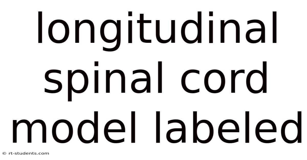 Longitudinal Spinal Cord Model Labeled