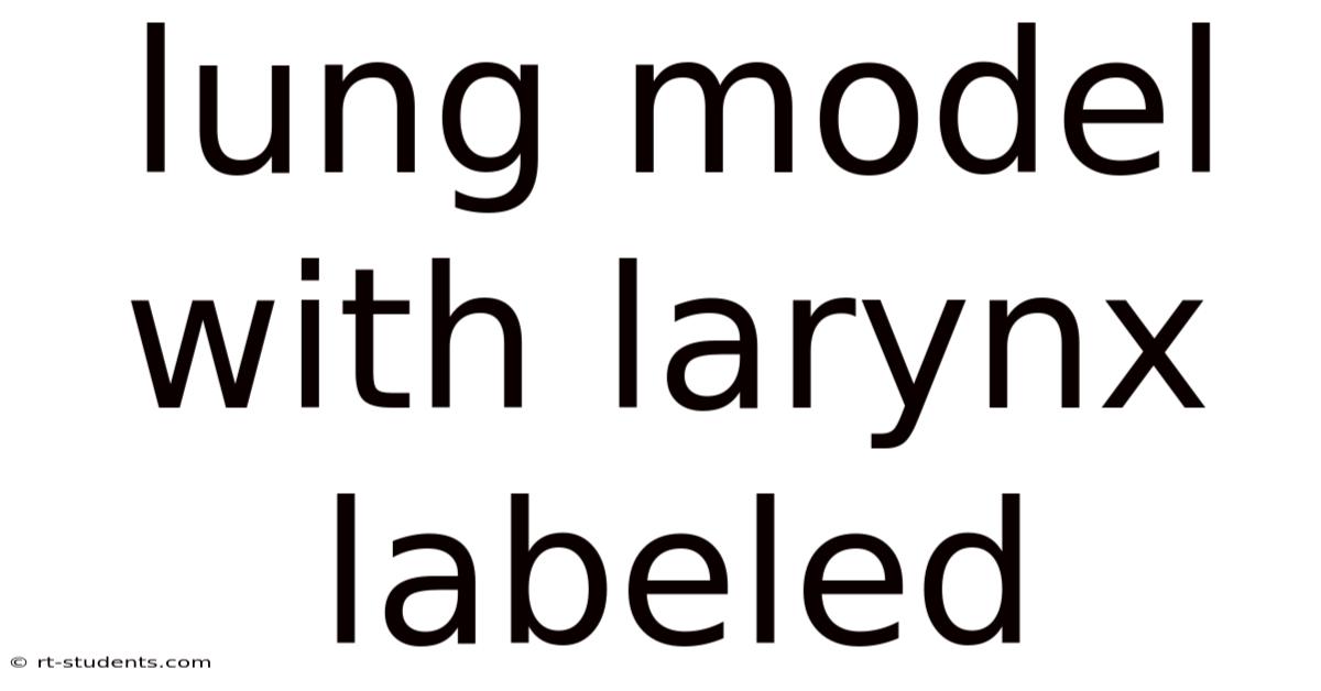 Lung Model With Larynx Labeled