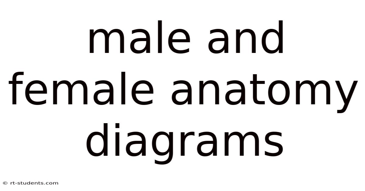 Male And Female Anatomy Diagrams