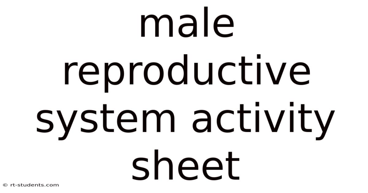Male Reproductive System Activity Sheet
