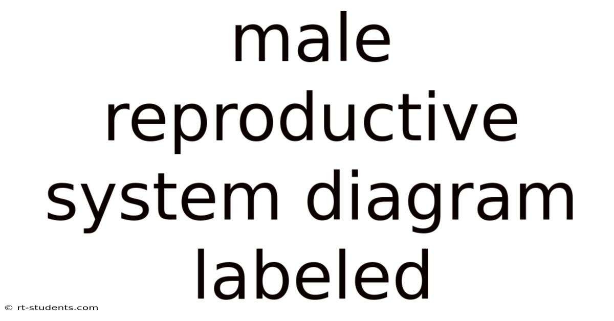 Male Reproductive System Diagram Labeled