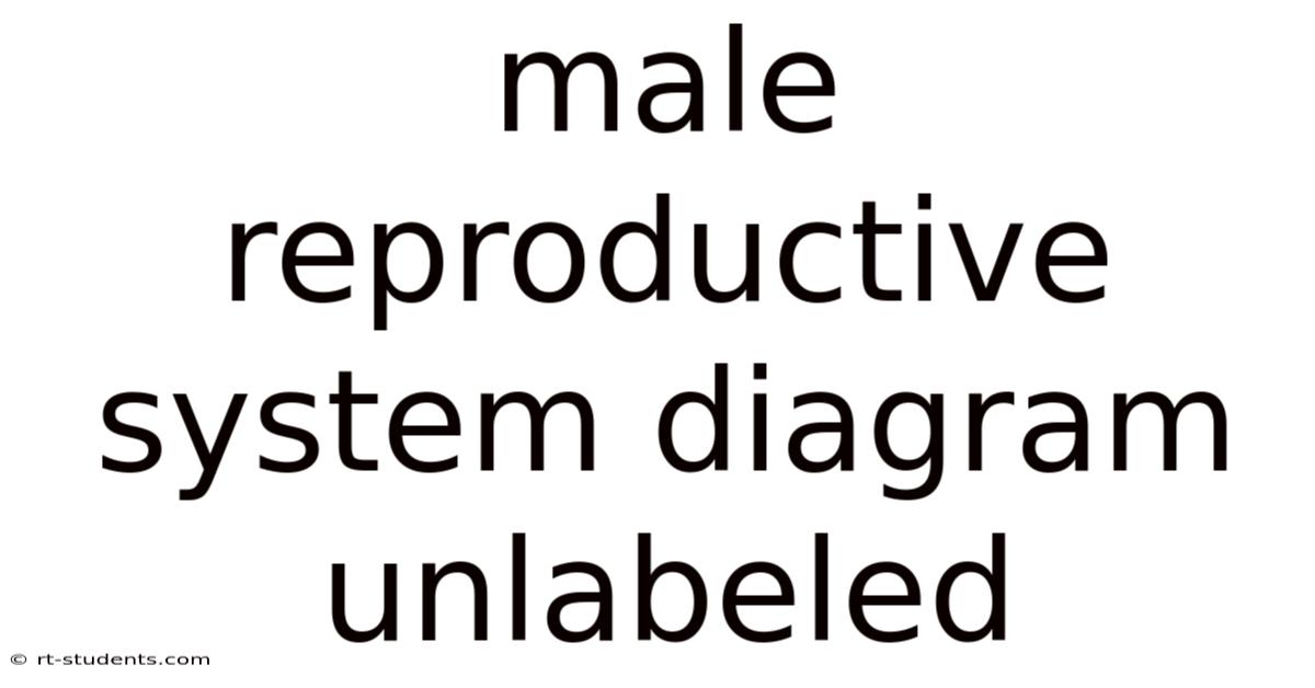 Male Reproductive System Diagram Unlabeled