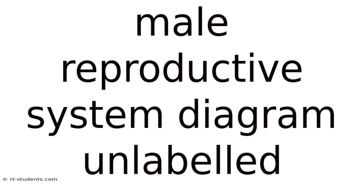 Male Reproductive System Diagram Unlabelled