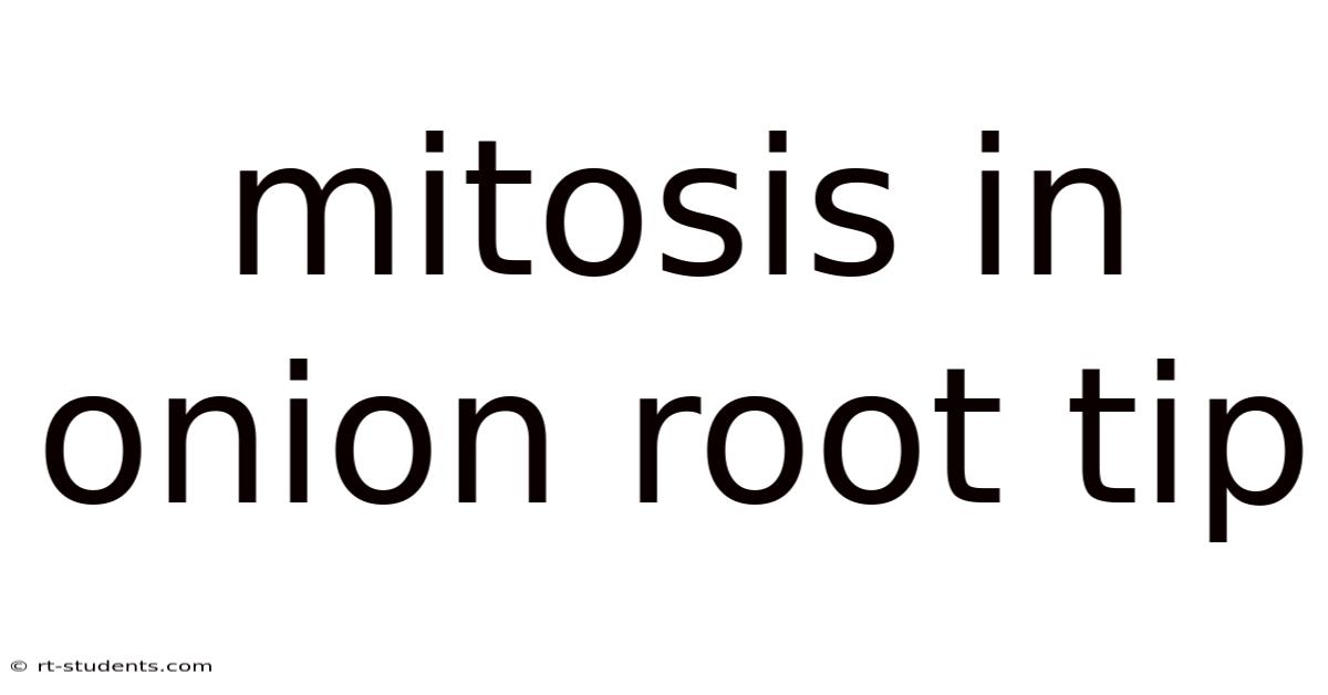 Mitosis In Onion Root Tip
