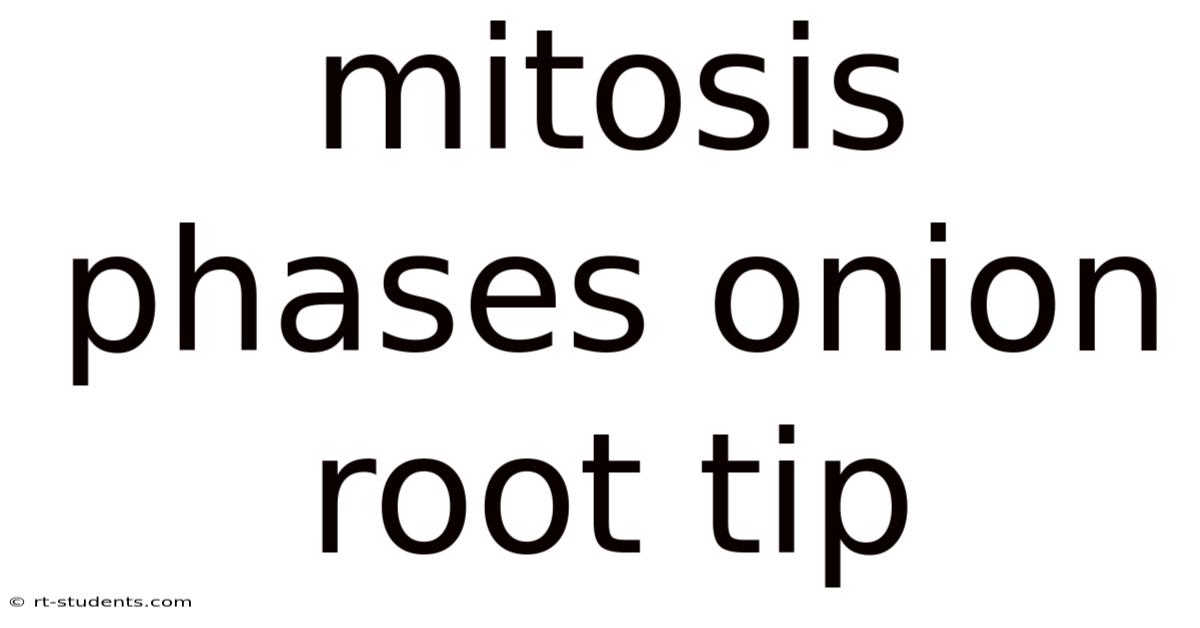 Mitosis Phases Onion Root Tip