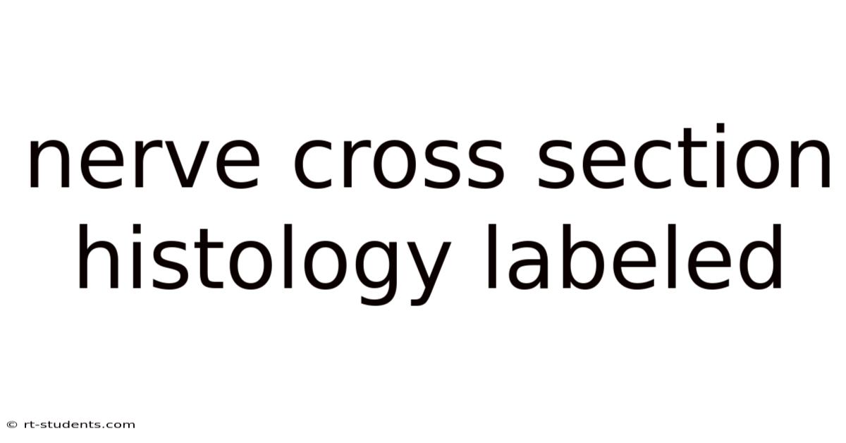Nerve Cross Section Histology Labeled