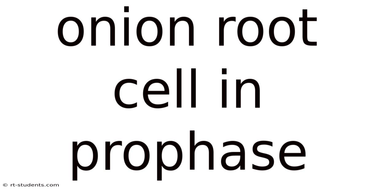 Onion Root Cell In Prophase