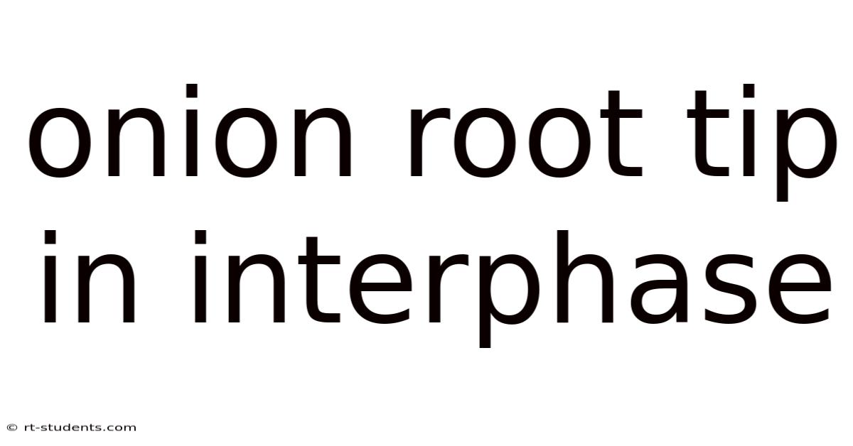 Onion Root Tip In Interphase