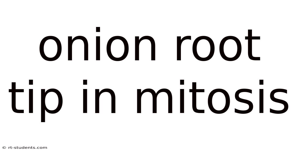 Onion Root Tip In Mitosis