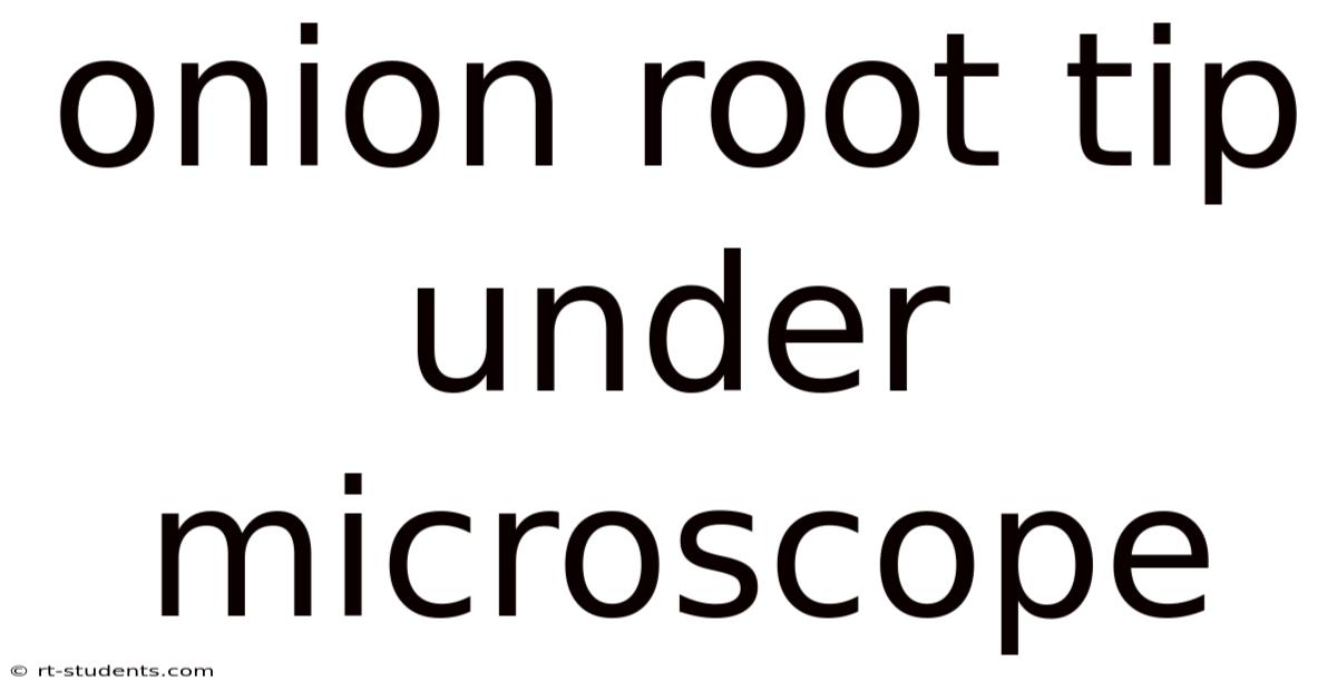 Onion Root Tip Under Microscope
