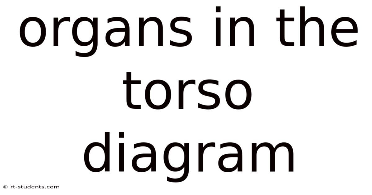 Organs In The Torso Diagram