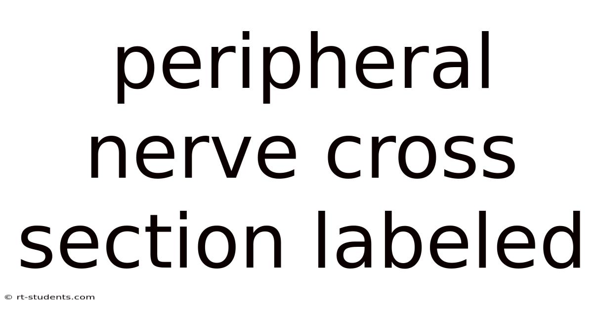 Peripheral Nerve Cross Section Labeled