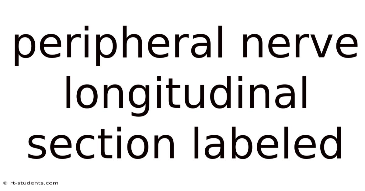 Peripheral Nerve Longitudinal Section Labeled