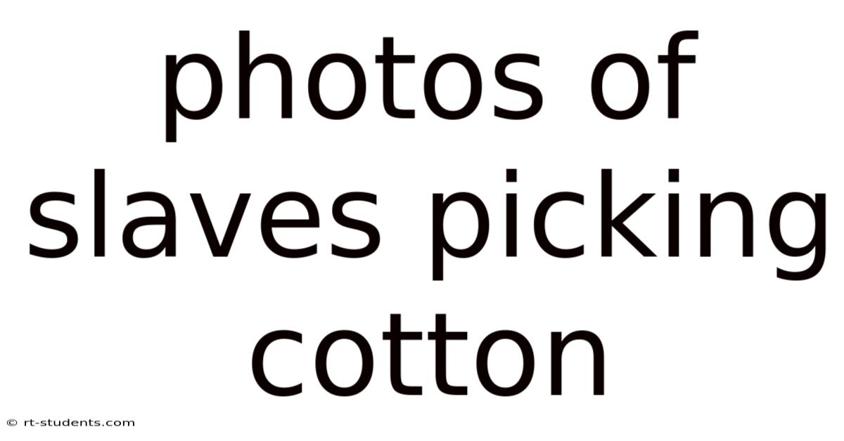 Photos Of Slaves Picking Cotton