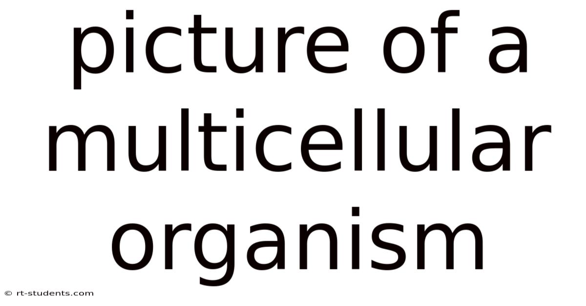 Picture Of A Multicellular Organism