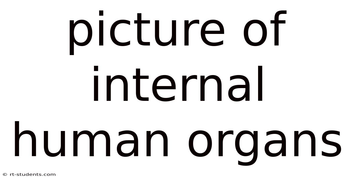 Picture Of Internal Human Organs