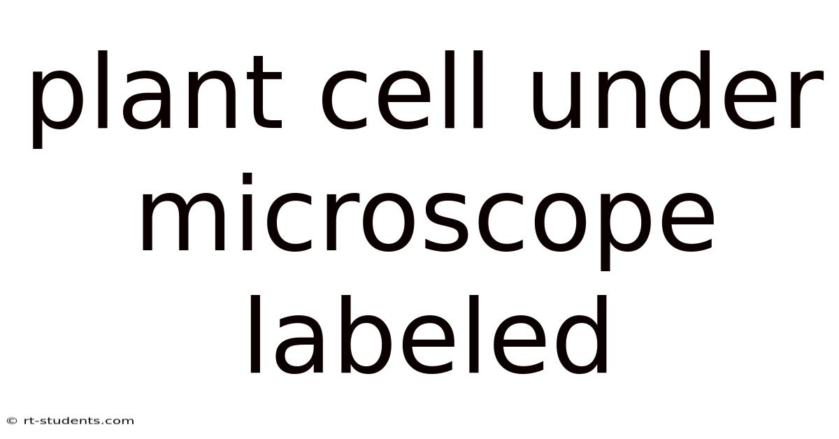 Plant Cell Under Microscope Labeled