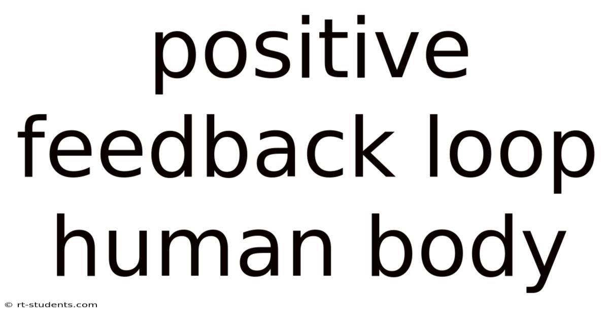 Positive Feedback Loop Human Body