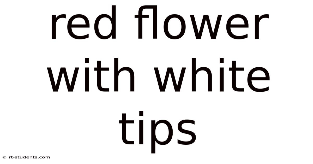 Red Flower With White Tips