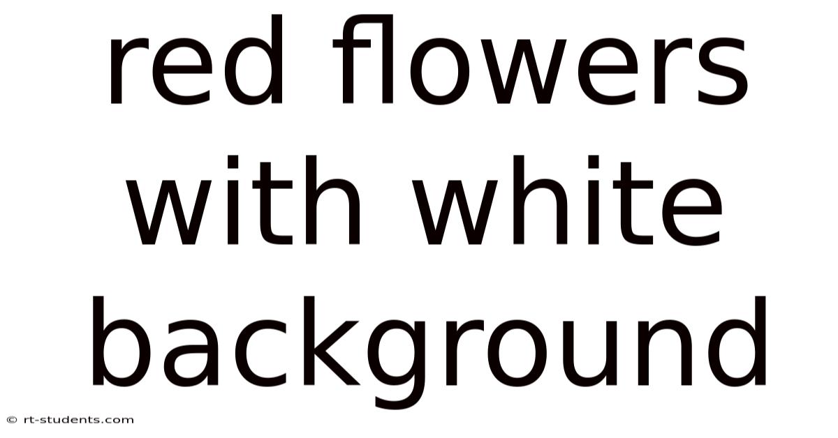 Red Flowers With White Background