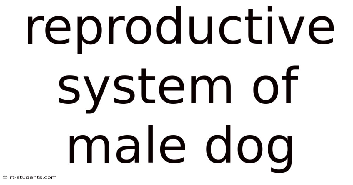 Reproductive System Of Male Dog