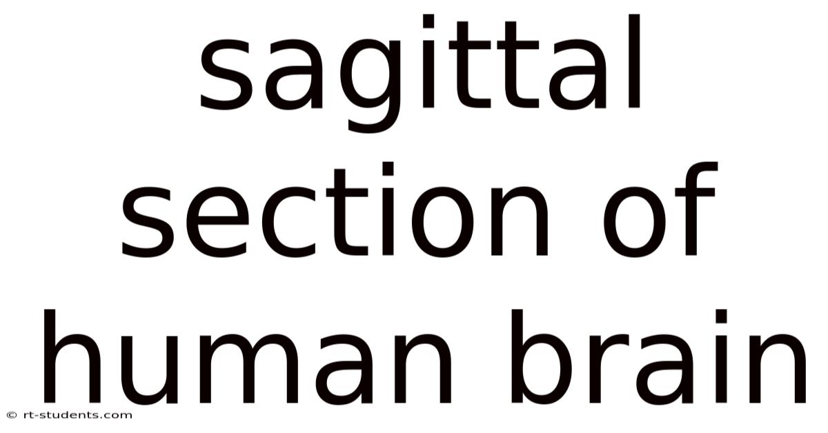 Sagittal Section Of Human Brain