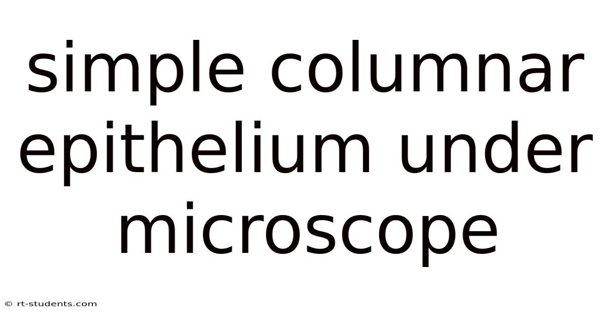 Simple Columnar Epithelium Under Microscope