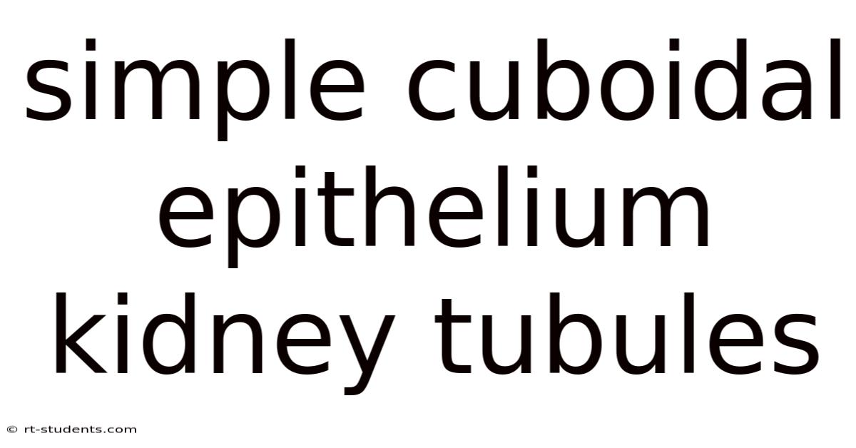 Simple Cuboidal Epithelium Kidney Tubules