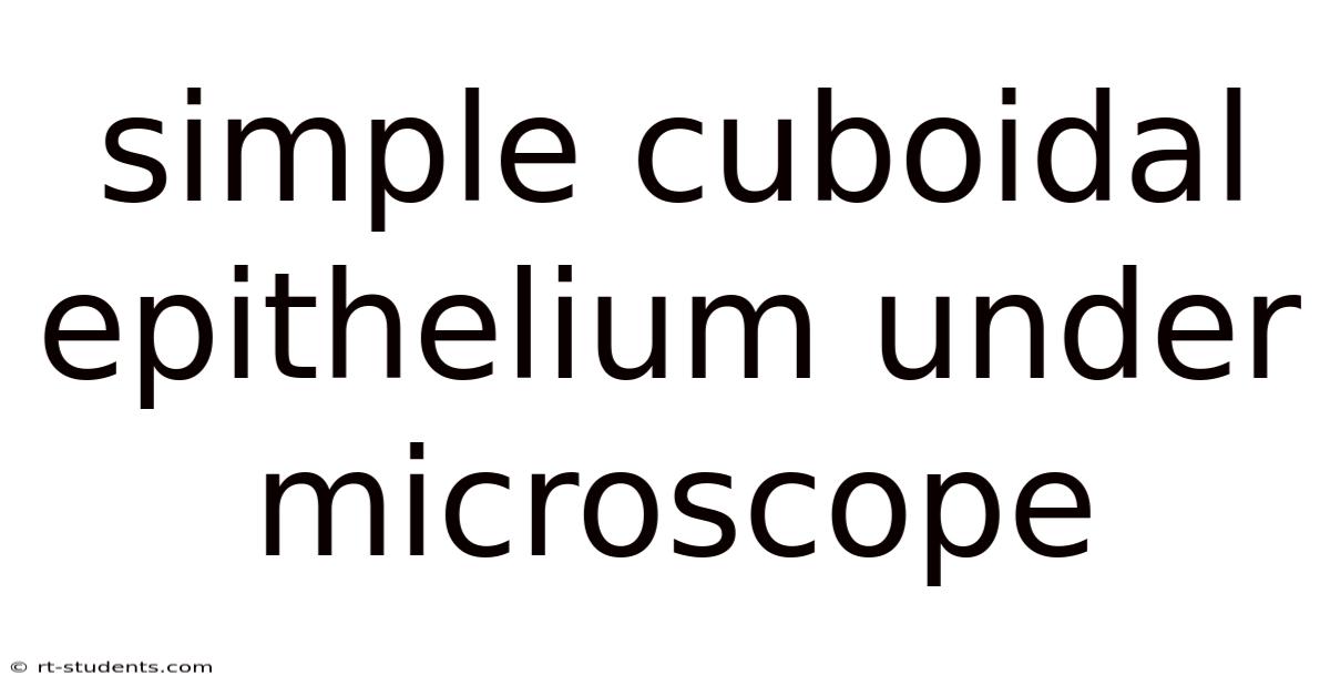 Simple Cuboidal Epithelium Under Microscope