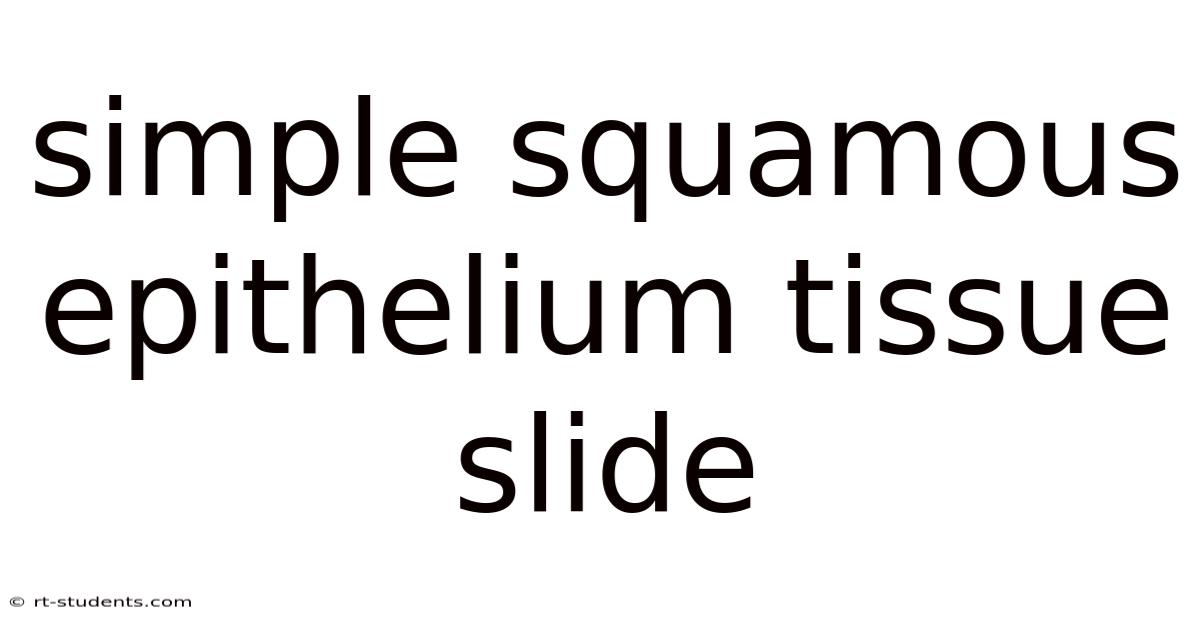 Simple Squamous Epithelium Tissue Slide