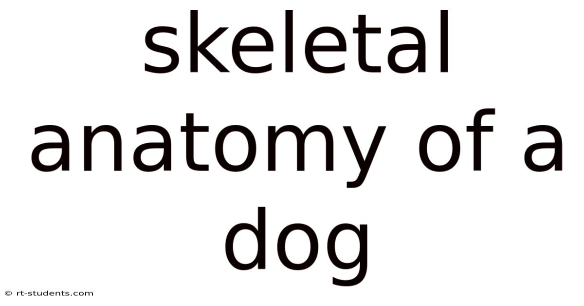 Skeletal Anatomy Of A Dog