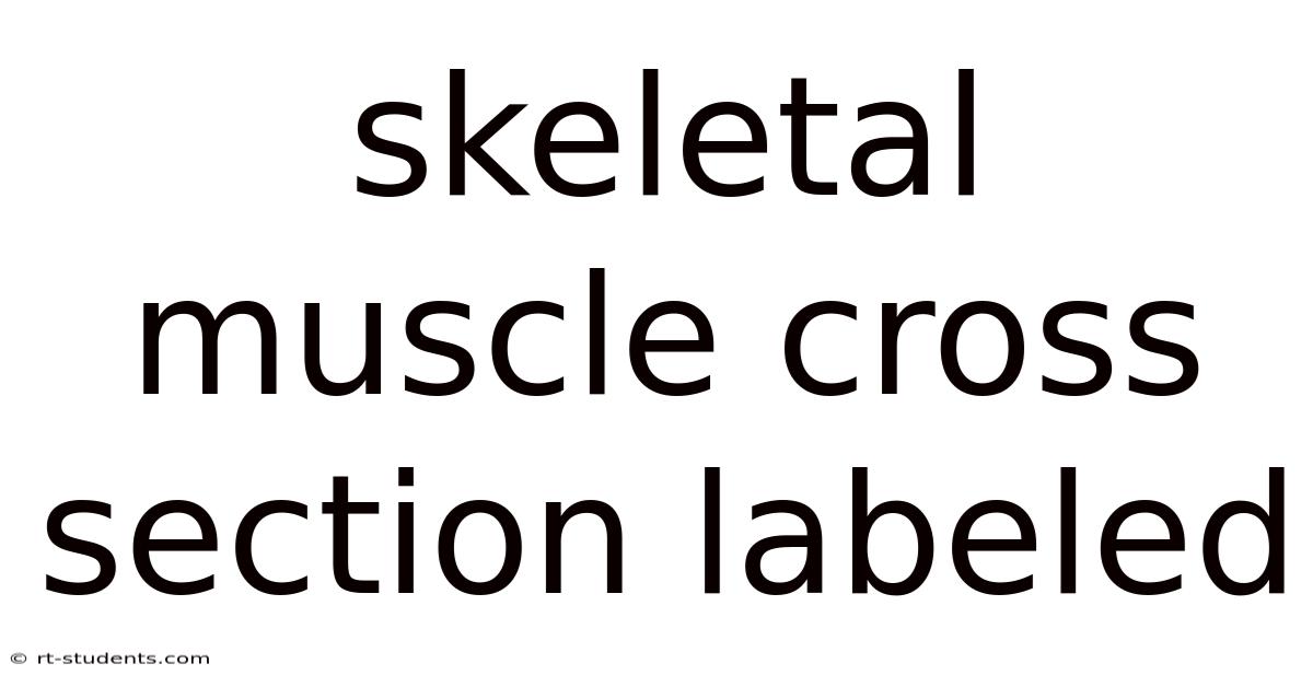 Skeletal Muscle Cross Section Labeled