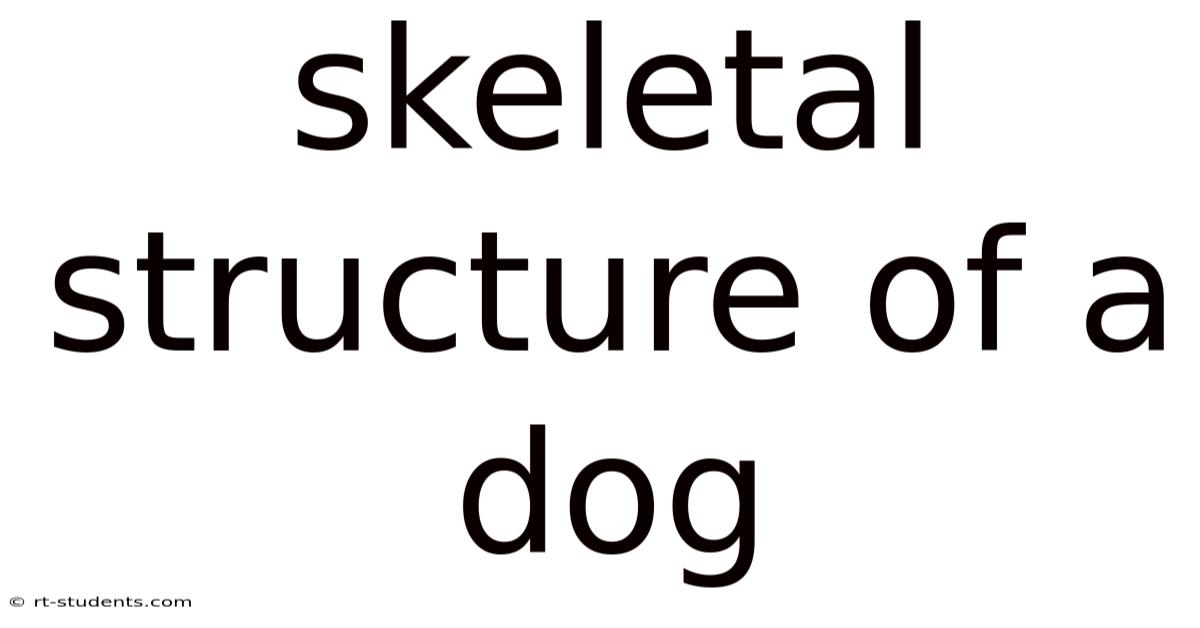 Skeletal Structure Of A Dog