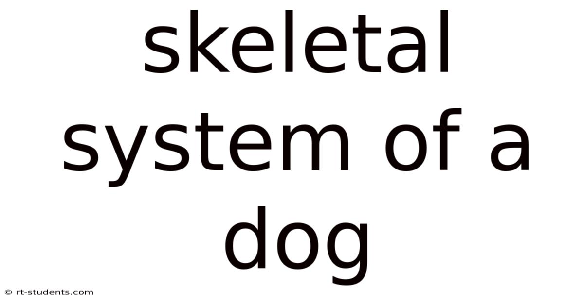 Skeletal System Of A Dog