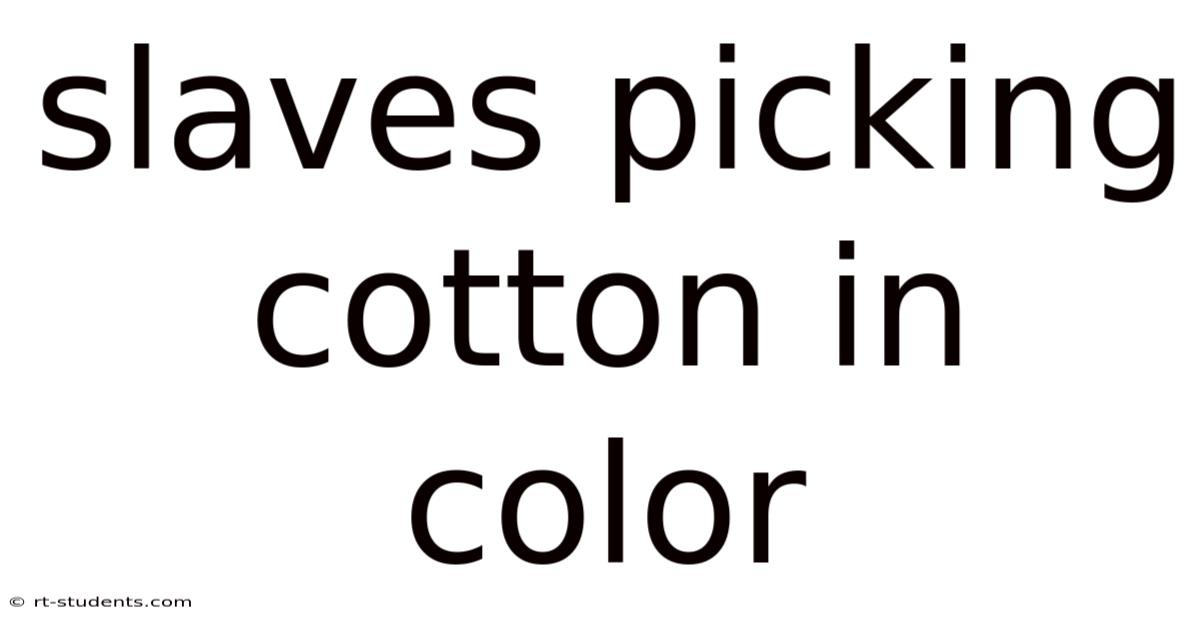 Slaves Picking Cotton In Color