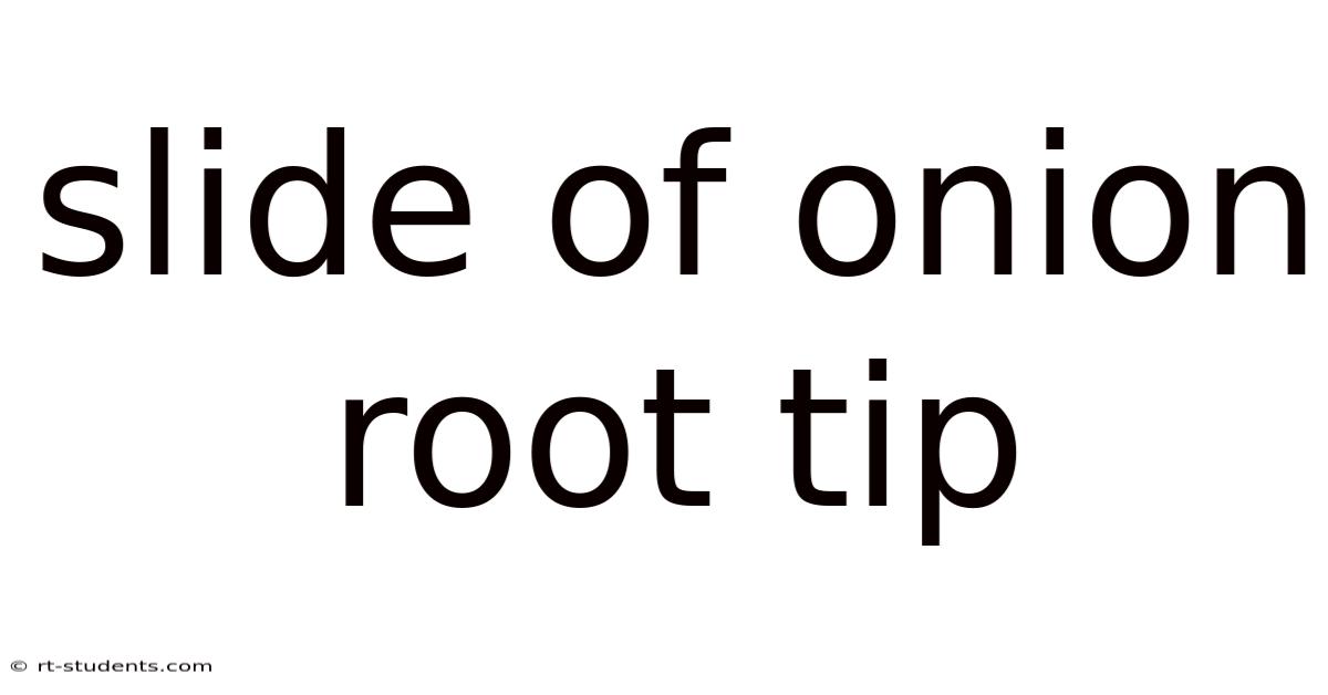 Slide Of Onion Root Tip