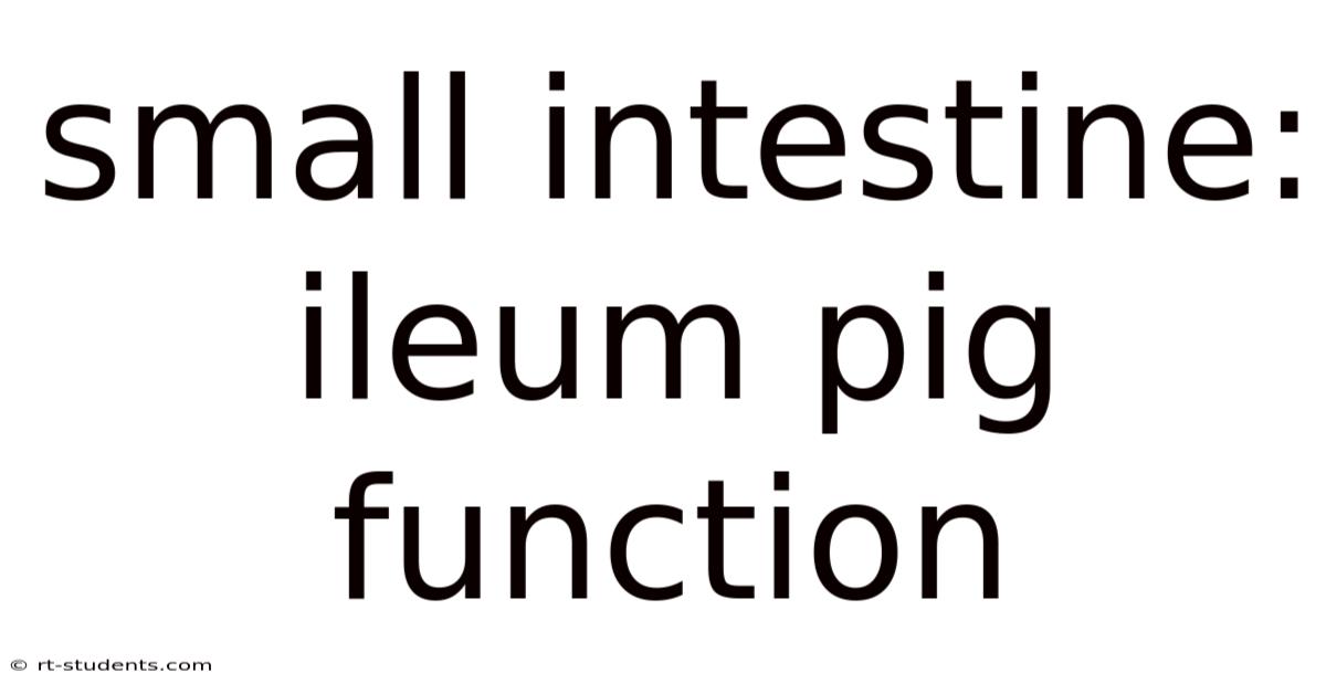 Small Intestine: Ileum Pig Function