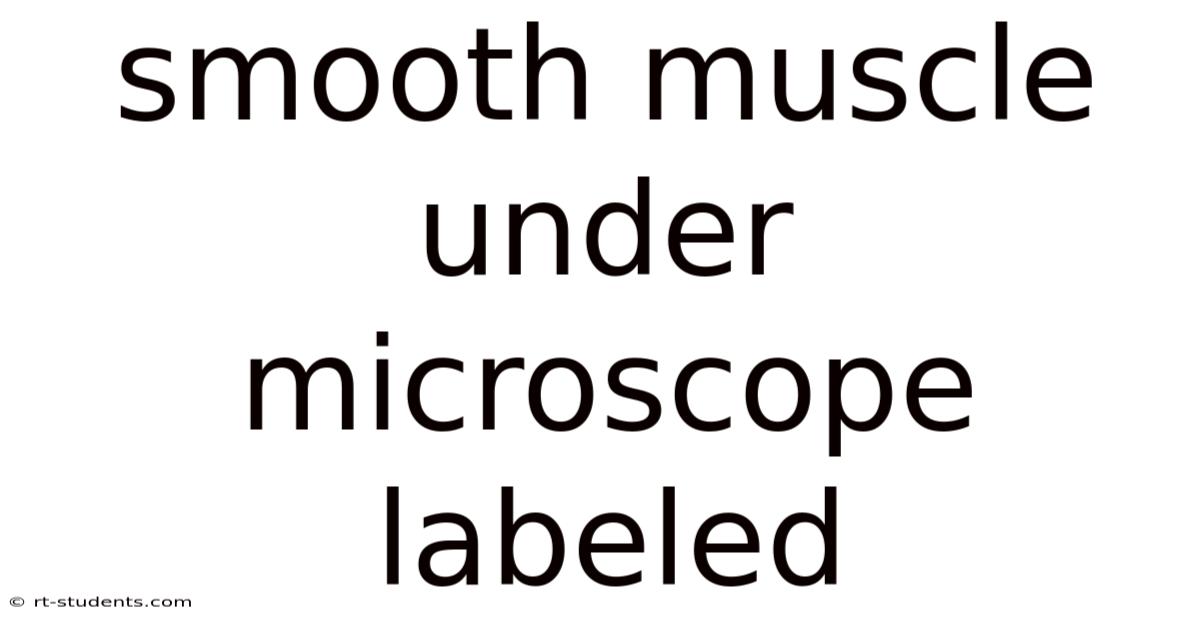 Smooth Muscle Under Microscope Labeled