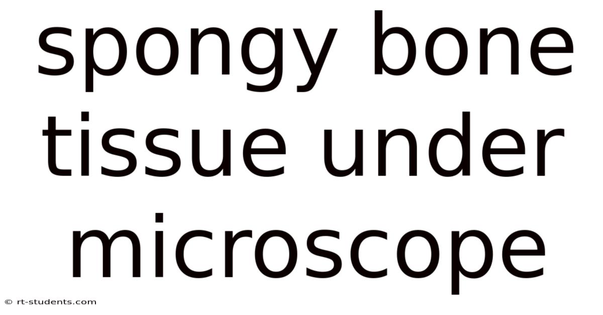 Spongy Bone Tissue Under Microscope