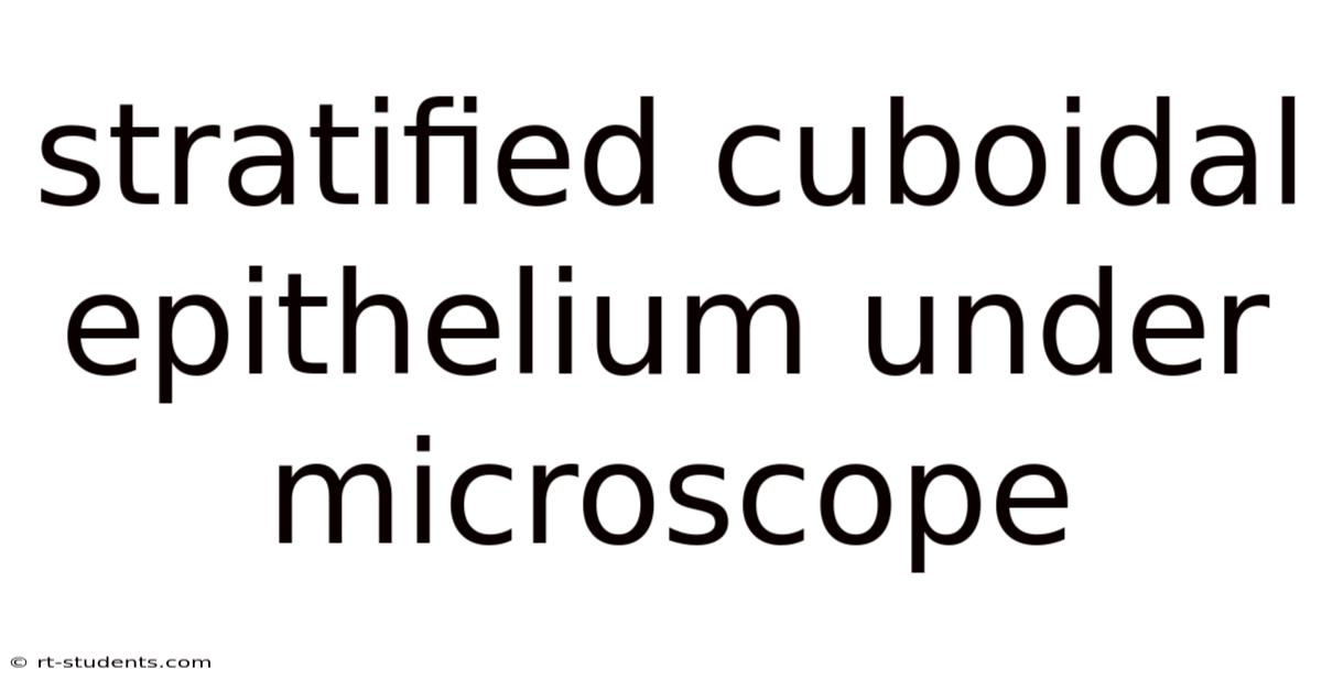 Stratified Cuboidal Epithelium Under Microscope