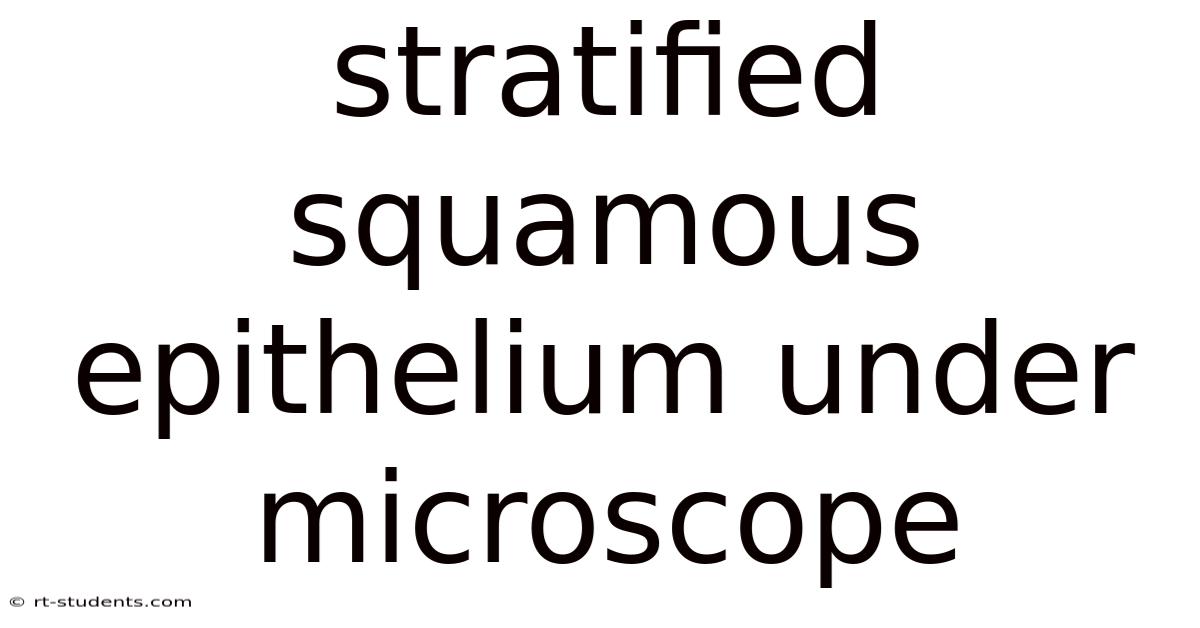 Stratified Squamous Epithelium Under Microscope
