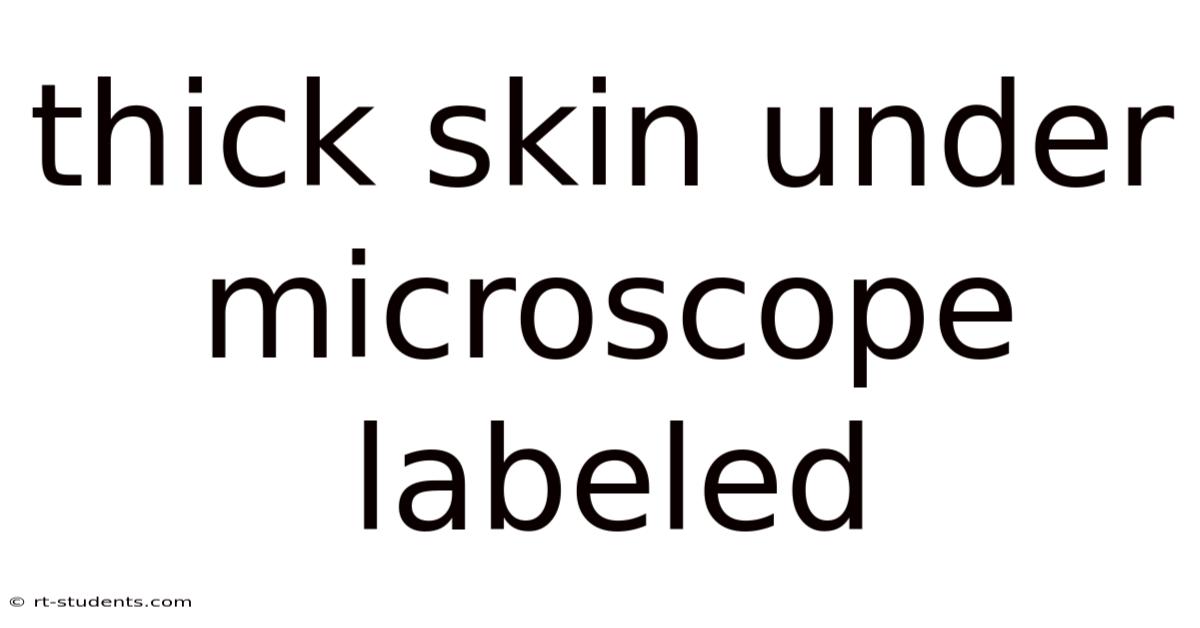 Thick Skin Under Microscope Labeled