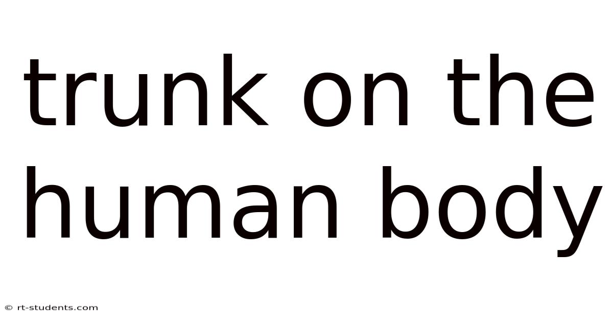 Trunk On The Human Body