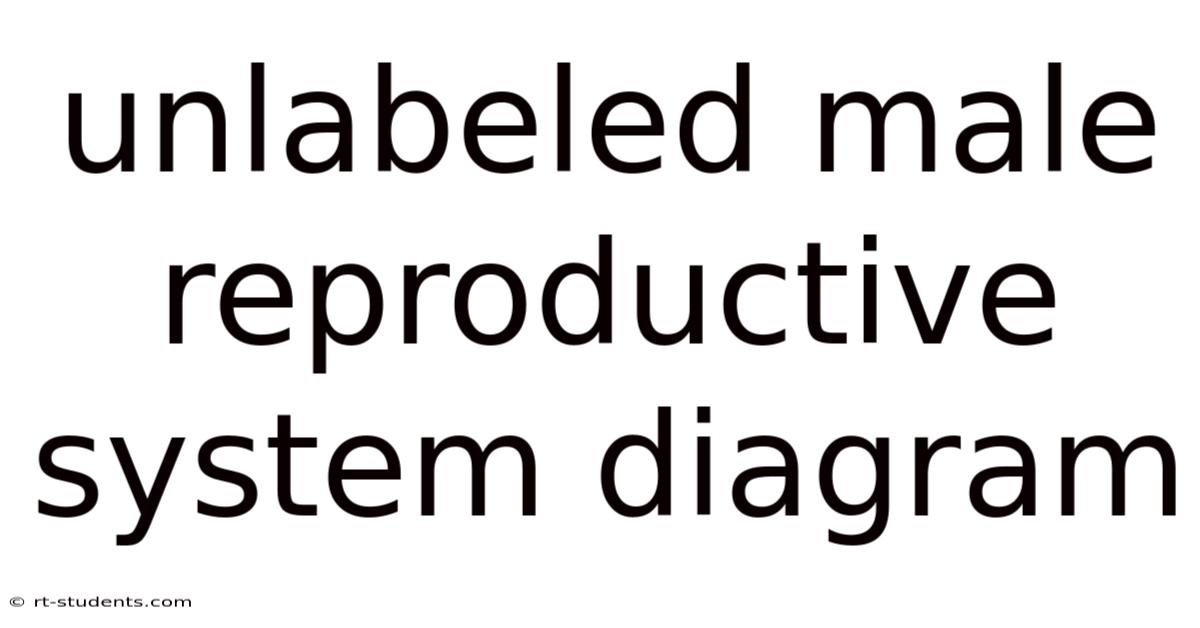 Unlabeled Male Reproductive System Diagram