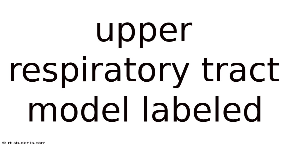Upper Respiratory Tract Model Labeled